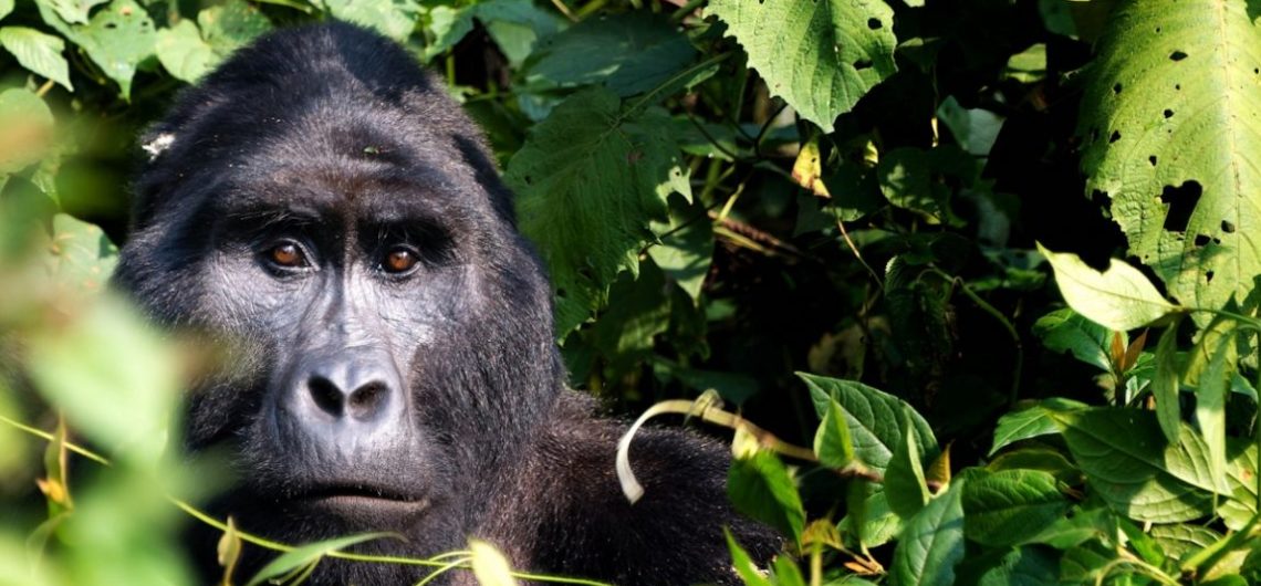 Bwindi-mountain-gorilla-tour