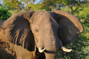 Elephant-Murchison-Falls-Uganda