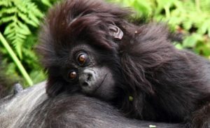 Gorilla-watching-tour-Rwanda