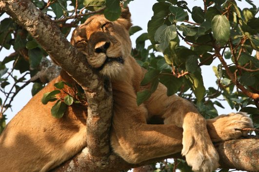 Ishasha-tree-climbing-lions-Uganda