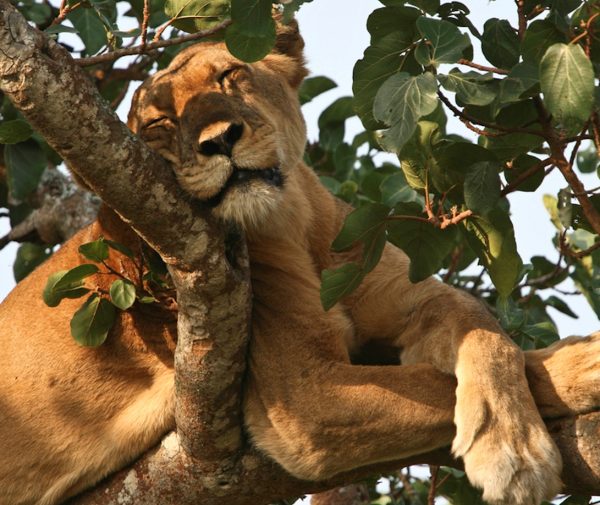 Ishasha-tree-climbing-lions-Uganda