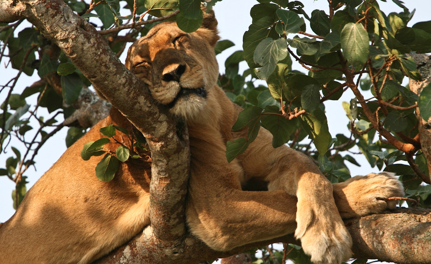 Ishasha-tree-climbing-lions-Uganda