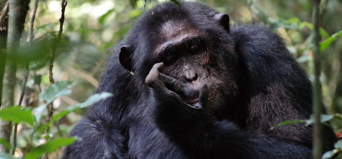 Kibale-Chimpanzee-tracking-Uganda