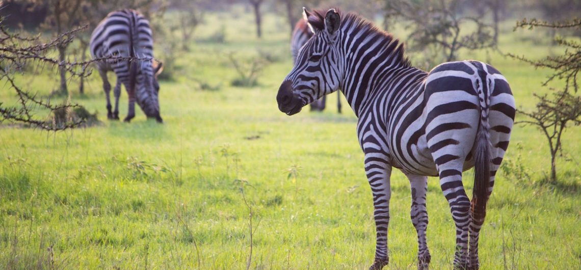 Lake-Mburo-National-Park-Zebras