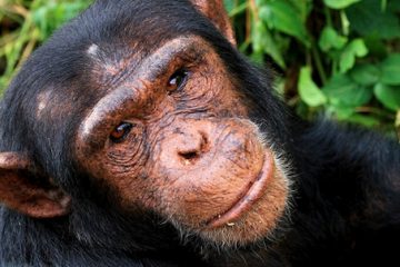 Ngamba-Chimpanzees