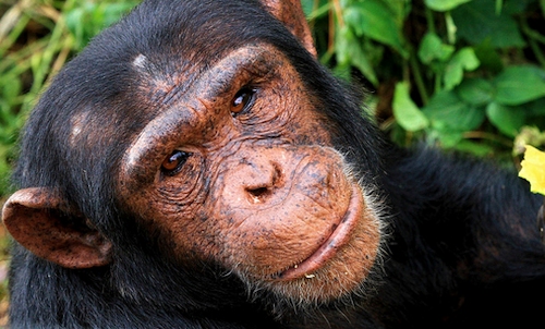 Ngamba-Chimpanzees