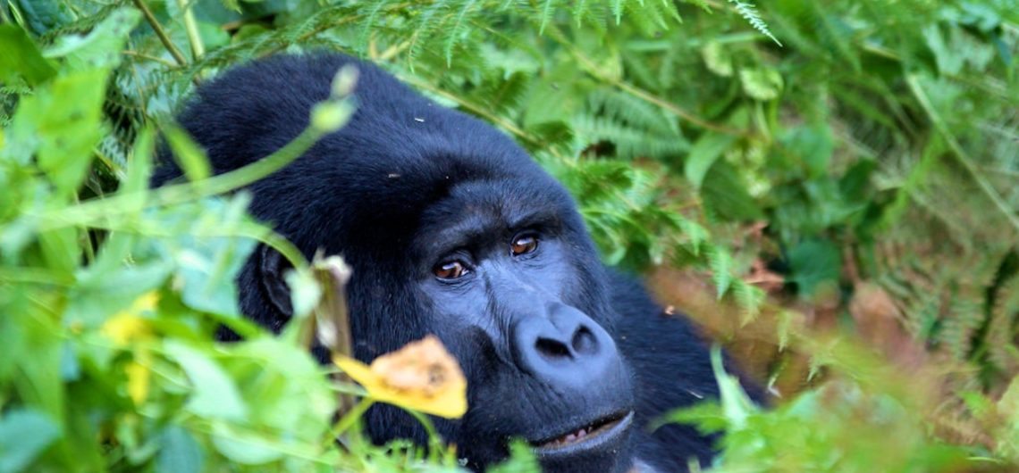 Rwanda-Gorilla-Safaris