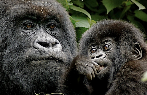 Rwanda-Gorilla-Tour
