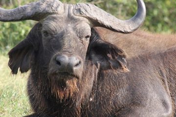 buffaloes-kazinga-channel-uganda