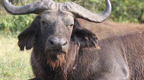 buffaloes-kazinga-channel-uganda
