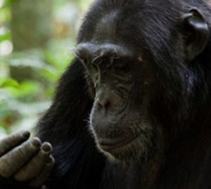chimpanzee-tracking-kibale-Uganda