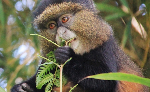 golden-monkeys-rwanda-trek