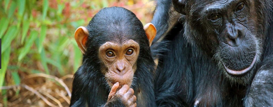 Kibale-chimp-tracking