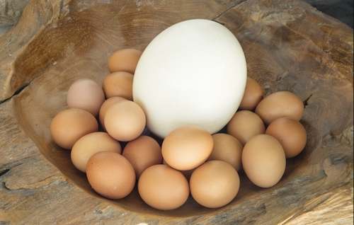 Large-Ostrich-egg-chicken-eggs