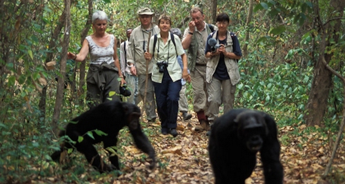 chimpanzee-tracking-Gishwati-Mukura-Rwanda