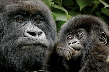 Rwanda-Gorilla-Tour
