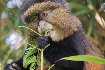 golden-monkeys-rwanda-trek