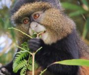 golden-monkeys-rwanda-trek