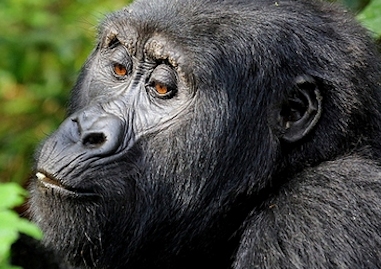 gorillasw
