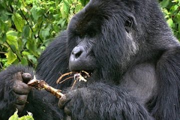 silverback-gorillas-Rwanda