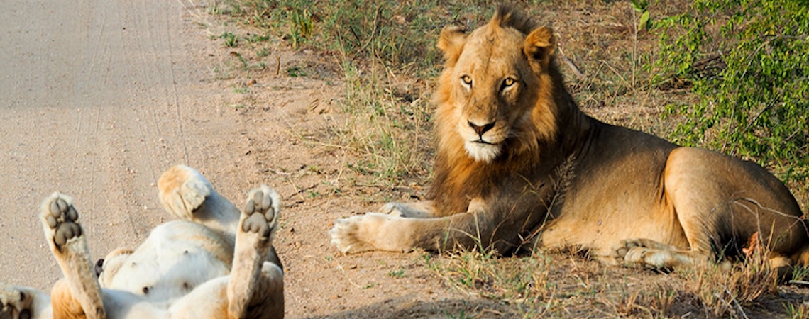 Lions-queen-elizabeth-park-uganda