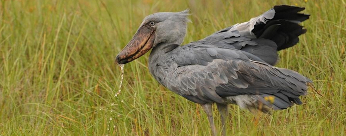 shoebill-stork-birding-uganda