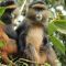 golden-monkey-trekking