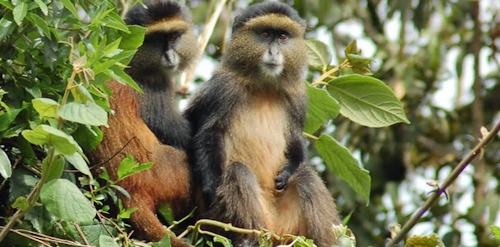 golden-monkey-trekking